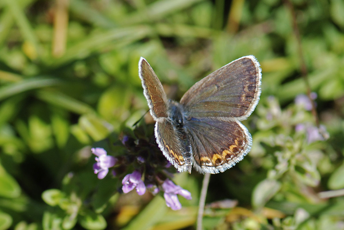 Lycaenidae da id.